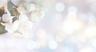 Bokeh ve narin yasemin çiçekleriyle dolu güzel bir geçmişi olan bir tebrik kartı şablonu..