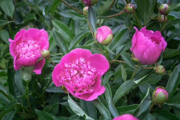 Красива Рожева Велика Півонія Цвіте Саду Фотографується Крупним Планом — стокове фото