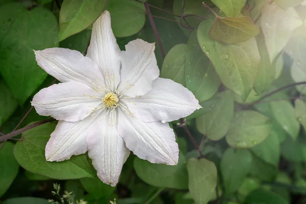 Gyönyörű Fehér Clematis Virágok Kertben Háttérben Zöld Levelek Közelről Bemutatva — Stock Fotó