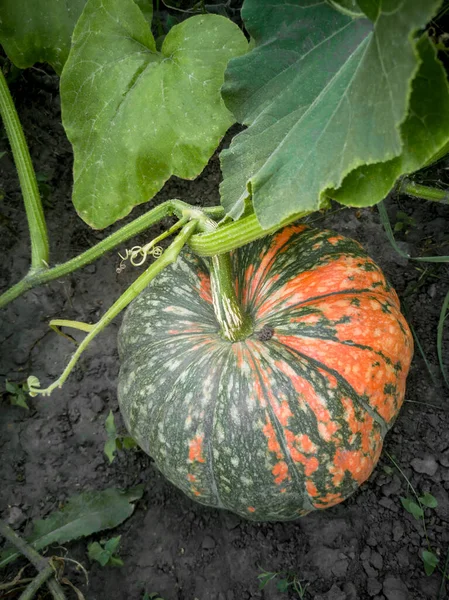 Garden Green Leaves Growing Big Pumpkin White — Stock Photo, Image