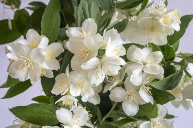 Açık arkaplanda güzel beyaz çiçekleri olan çiçek açan bir yasemin dalı. Ön manzara, yakın plan..