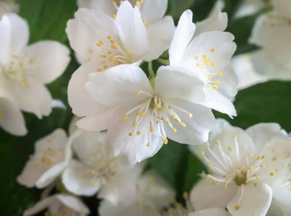 Fleurs Jasmin Délicates Blanches Parmi Les Feuilles Vertes Vue Face — Photo