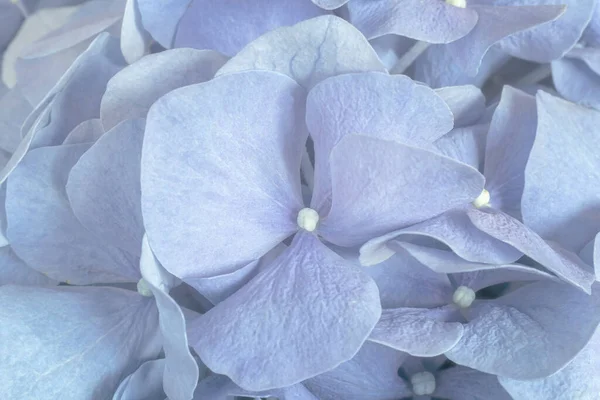 Krásné Hortenzie Květiny Módní Světle Modré Barvy Přírodní Květinové Pozadí — Stock fotografie