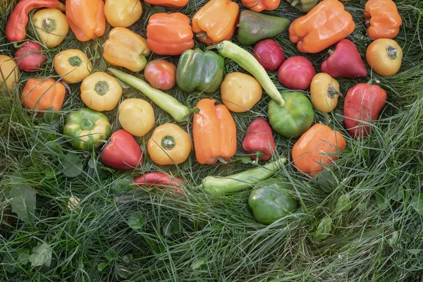 Grands Fruits Mûrs Poivre Bulgare Différentes Variétés Trouvent Sur Herbe — Photo