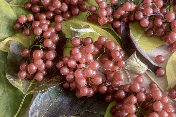 Camarões vermelhos de viburnum em folhas de outono — Fotografia de Stock