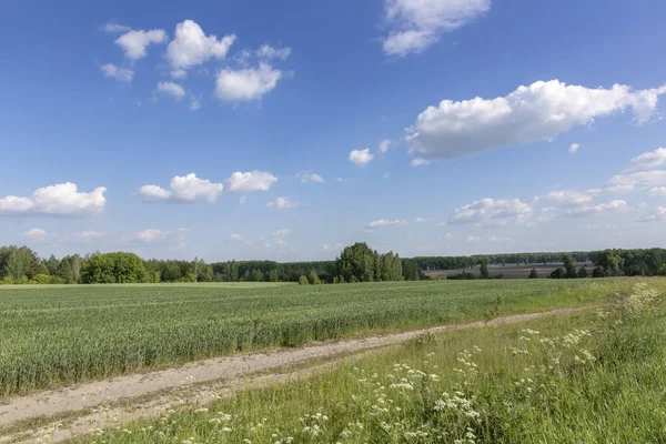 Sommerlandschaft an einem klaren, sonnigen Tag. — Stockfoto