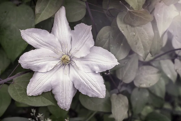 Цветы белого клематиса в саду — стоковое фото