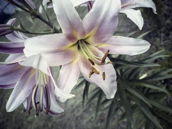 Vackra blommor Lily på en bakgrund av gröna blad. — Stockfoto