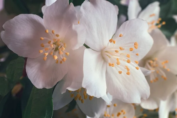 ジャスミンの枝に美しい繊細な白い花 — ストック写真