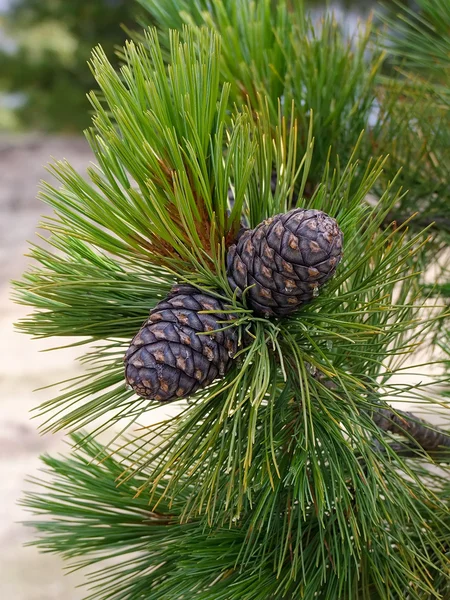 Bir daldaki koniler.