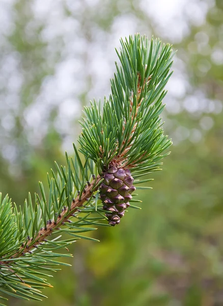 Cones on a branch. — Stock Photo, Image