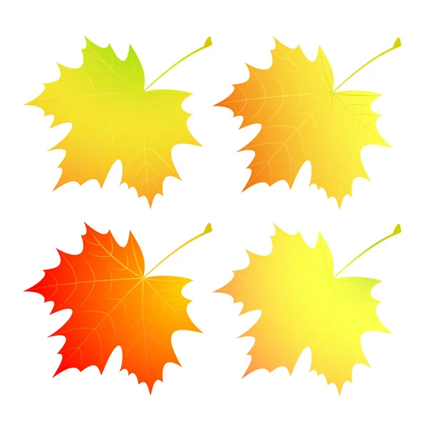 Autumn maple leaves. A set. — Stock Vector