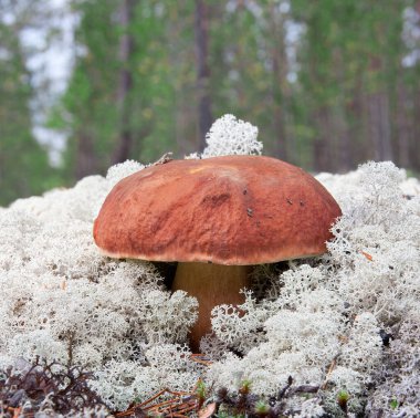 Yosun arka planında Boletus mantarı.