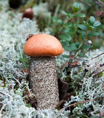 Yosun arka planında Boletus mantarı.