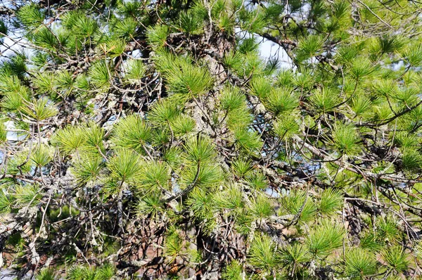 Bakgrund från grenarna av sibirisk cederträ. — Stockfoto