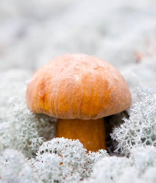 Boletus mushroom on the background of lichen. — Stock Photo, Image