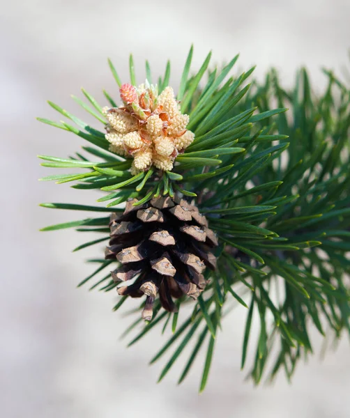 A branch of a flowering pine tree with a cone. — Stock Photo, Image