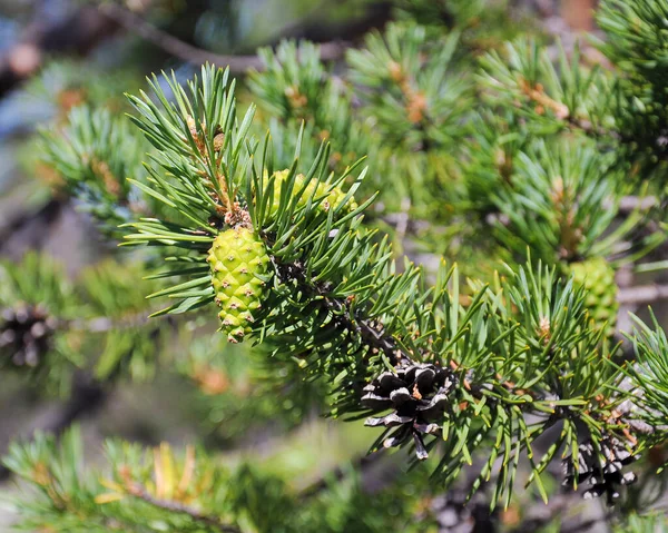 Pine branch with young and last years cones. — Stock Photo, Image