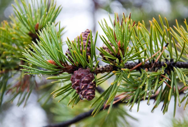 Pine branch with young cones in the rain. — Stock Photo, Image
