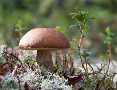 Boletus yaz ormanındaki liken arasında.