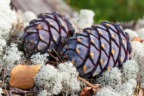 Two cedar cones lie among the lichen. — Stock Photo, Image