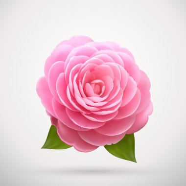 pembe Gül izole çiçeği, çiçek tasarım