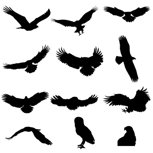Силуети орла, яструба, сови, сокола, ізольовані — стоковий вектор