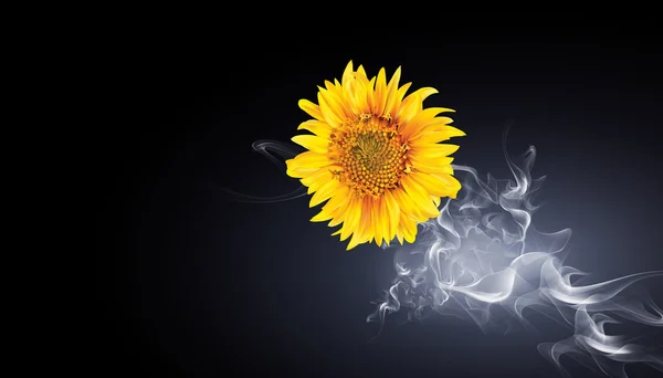 Yellow sunflower in white smoke