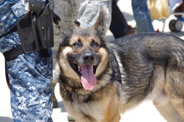 askeri bir çalışan köpek