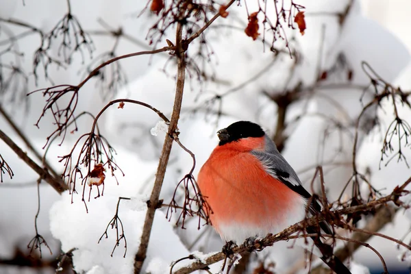 gurur şakrak kuşu bir dal oturuyor