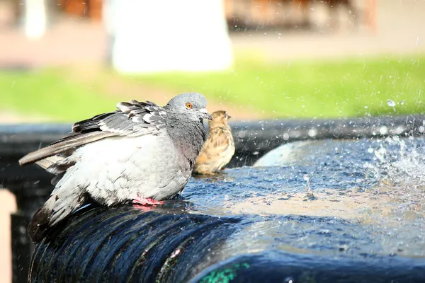 Pigeon washes — Stock Photo, Image