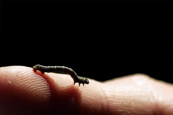 parmak üzerinde sürünerek tırtıl