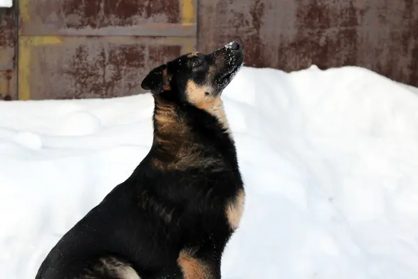 雪の中の犬は — ストック写真