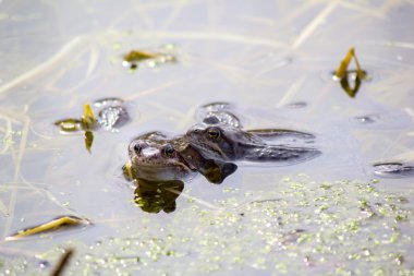 Kara Bataklık kurbağası