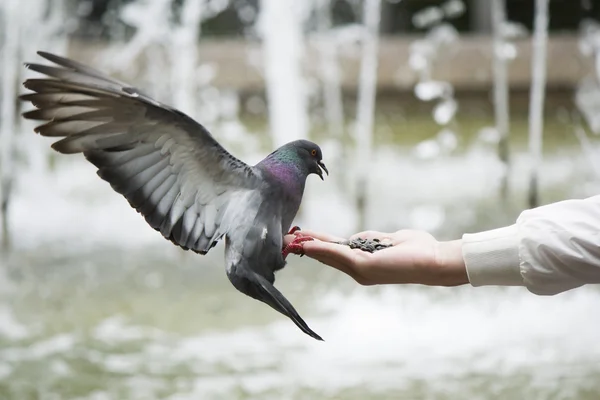 Güvercin elden yiyor
