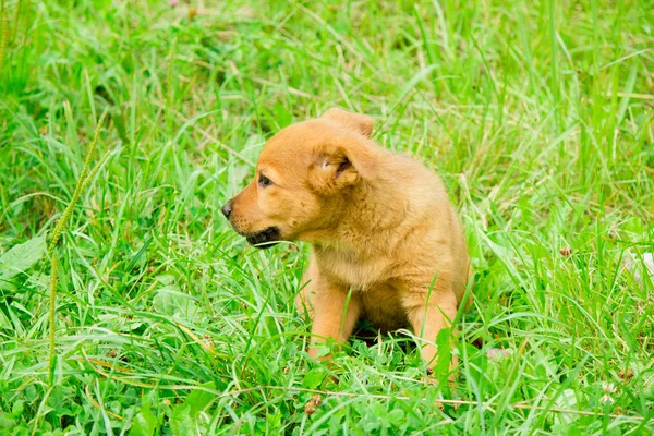 Cachorrinho engraçado — Fotografia de Stock