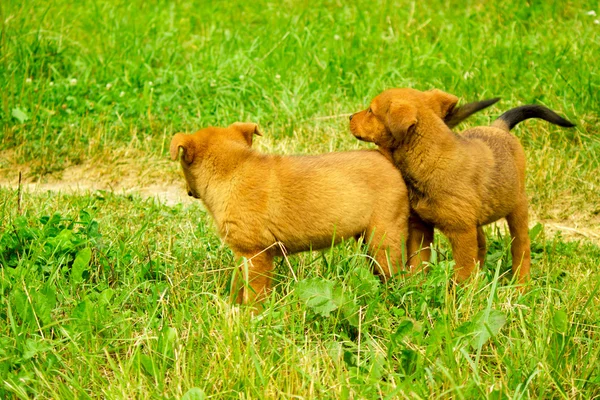 Cachorro divertido — Foto de Stock