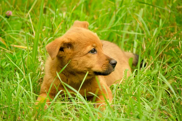 Cachorrinho engraçado — Fotografia de Stock