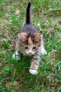 Yavru kedi