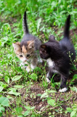 Yavru kedi