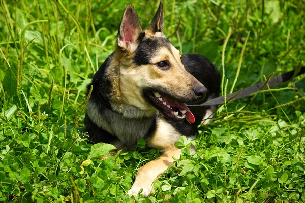 Perro divertido — Foto de Stock