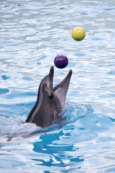 Dolphin with balls — Stock Photo, Image