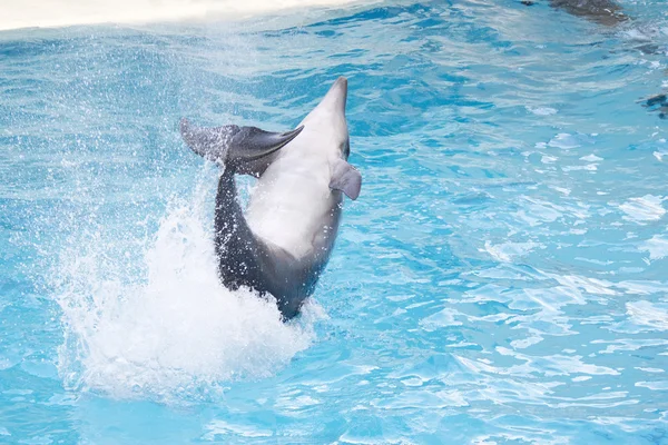 Dolphin with ball — Stock Photo, Image