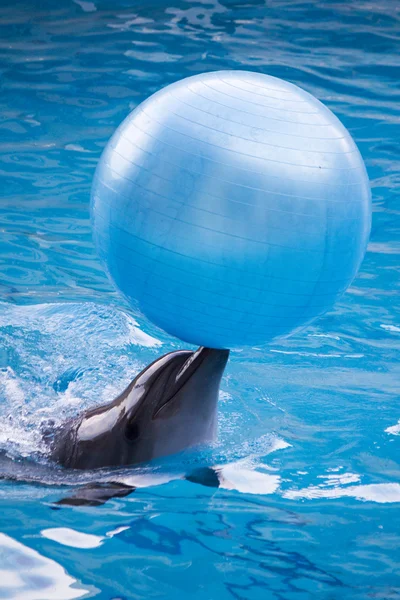 Dolphin with ball — Stock Photo, Image