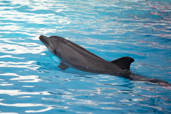 Dolphin is swimming — Stock Photo, Image