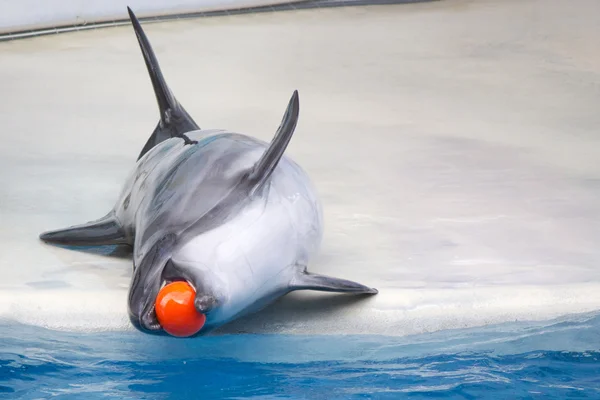 Dolphins with balls — Stock Photo, Image