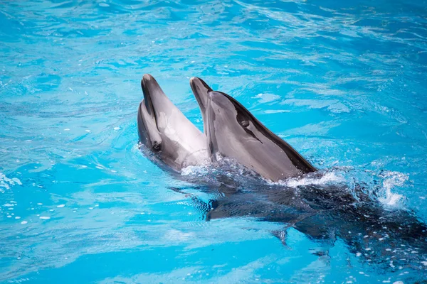 Yunuslar dans ediyoruz.