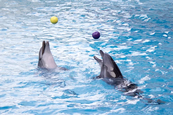 Τα δελφίνια με μπάλες Εικόνα Αρχείου