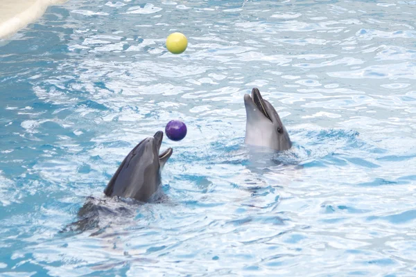 Τα δελφίνια με μπάλες Royalty Free Φωτογραφίες Αρχείου