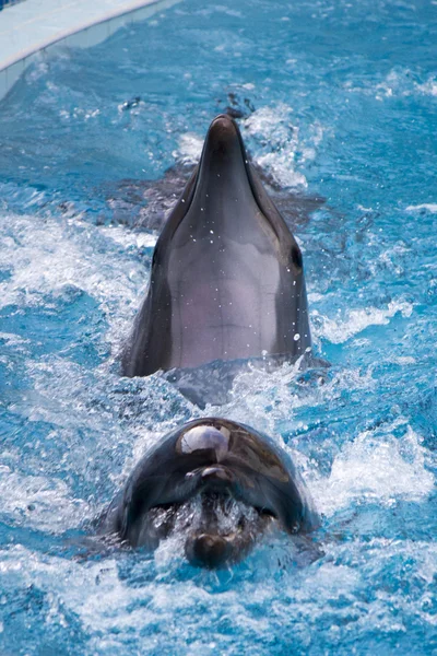 Дельфины плавают Стоковое Фото